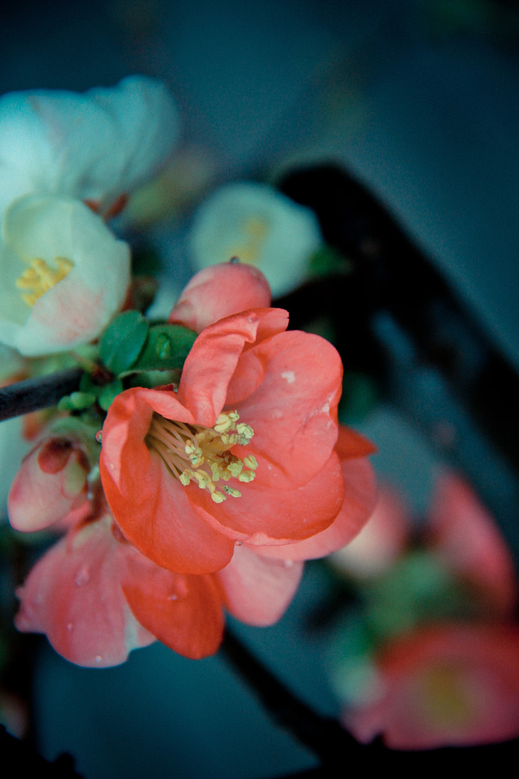 bunga, Bud, Ayu, putih, merah muda, musim semi