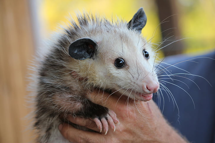 dyr, close-up, hånd, afholdt, makro, pattedyr, opossum