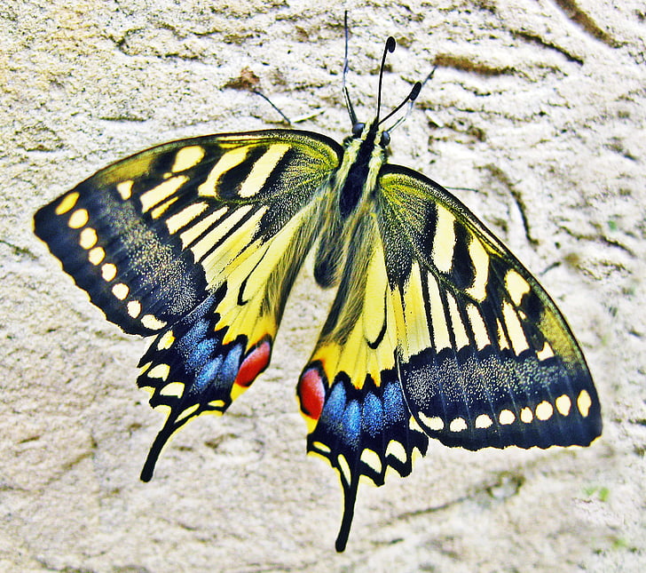 πεταλούδα, καταπινει tailed πεταλούδα, έντομο, φύση, Swallowtail, πολύχρωμο, Κίτρινο