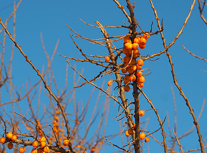 橙莓, 蓝蓝的天空, 浆果在冬天, 橙色, 蓝色, 分公司, 光明