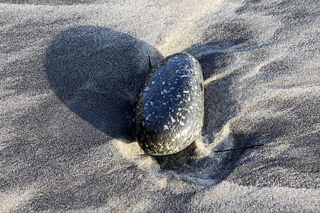 石, ビーチ, 砂浜のビーチ, 砂, カリフォルニア州, サンディエゴ, エンシニータス