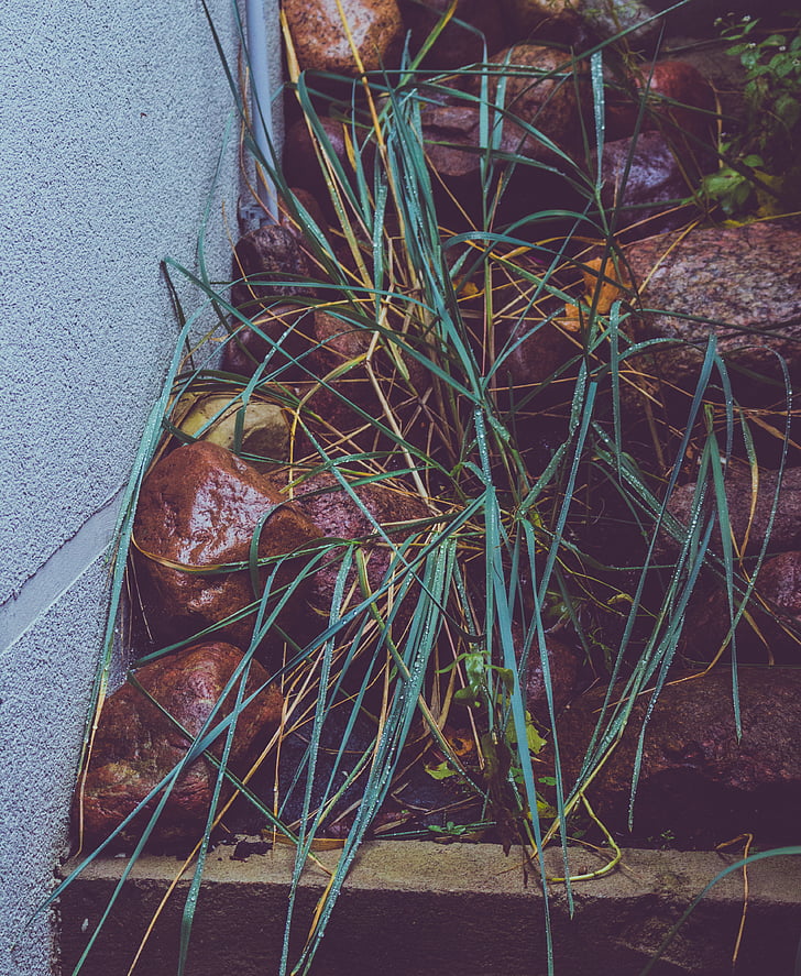 blur, close-up, focus, grass, leaves, rocks, stones