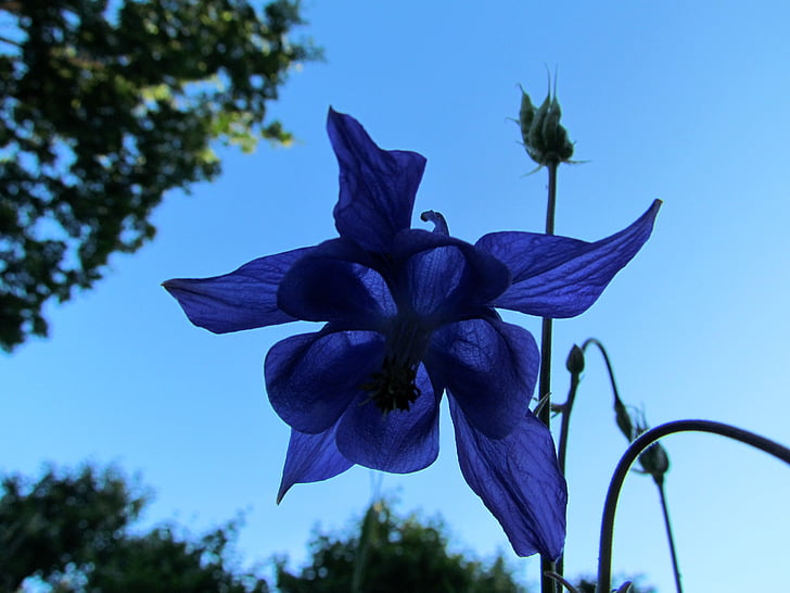 flor, Columbine, blau, solstici d'estiu, l'estiu, jardí, cultivat