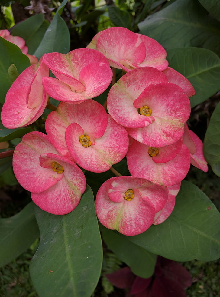 flower, plant, pink, nature, leaf