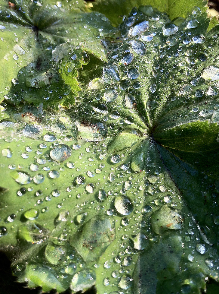 Frauenmantel, pianta, natura, goccia di pioggia, foglia, acqua, goccia d'acqua