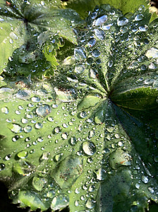 frauenmantel, thực vật, Thiên nhiên, giọt nước mưa, lá, nước, giọt nước