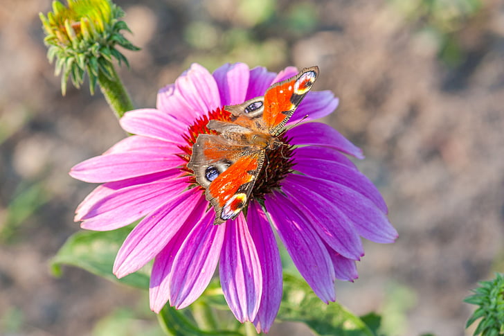 fiolett blomst, rød sommerfugl, natur, insekt, vinger, Butterfly - insekt, blomst