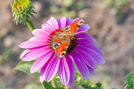 fioletowy kwiat, Czerwony Motyl, Natura, owad, skrzydła, Motyl - owad, kwiat