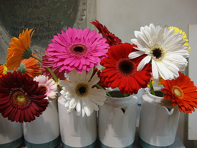 Gerbera, puķe, zieds, Bloom, slējās, sarkana