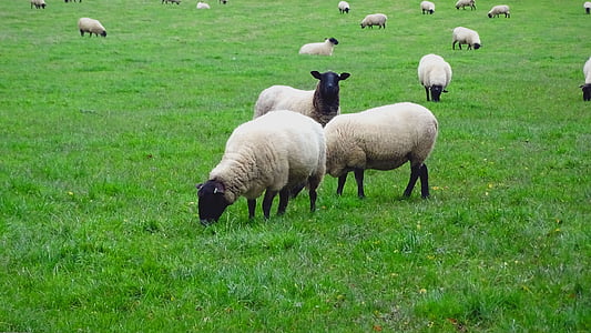 sheep, grass, field, livestock, countryside, grazing