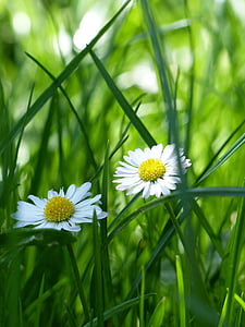Daisy, weide, bloemen weide, groen, lente, natuur, gras