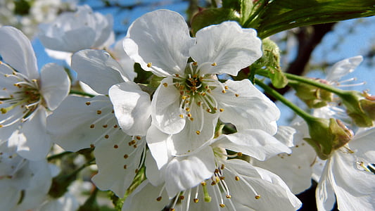 ciliegia, natura, Blossom, Bloom, albero, primavera, fiore di ciliegio