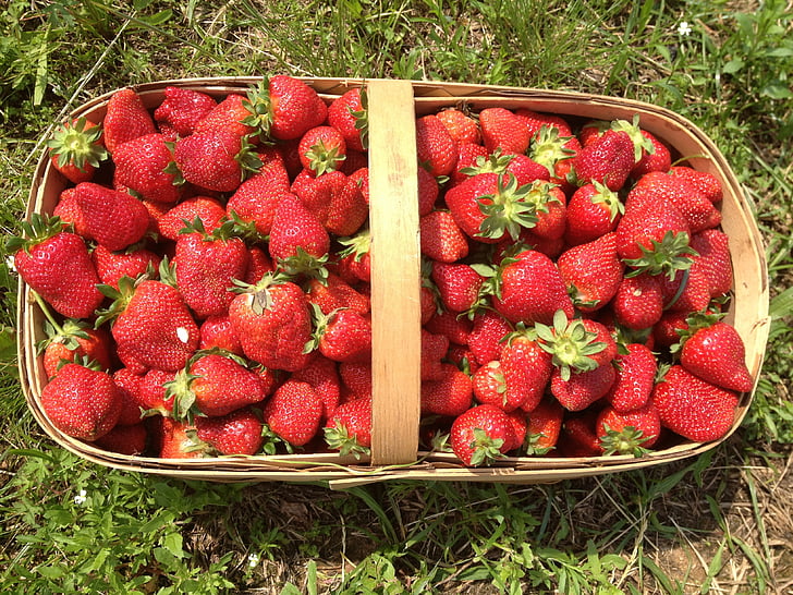 fresas, cesta, verano, fresa, rojo, alimentos, madura