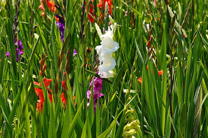 Gladiolus, hvit, Sommer, ulike farger, natur, blomster, vokse