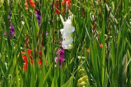 gladiolen, wit, zomer, diverse kleuren, natuur, bloemen, groeien