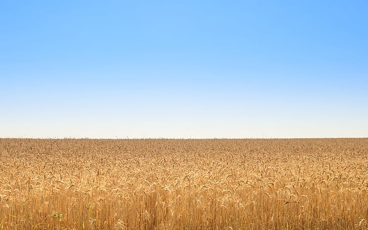 kuldne, väli, nisu, sinine taevas, loodus, kollane, põllumajandus