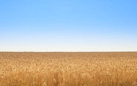ゴールデン, フィールド, 小麦, 青い空, 自然, イエロー, 農業
