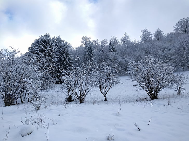 vinter, landskap, naturen, träd, snö, vintrig, bergen