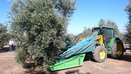 olive, olives, olivas, fruit, tree, nature, harvest
