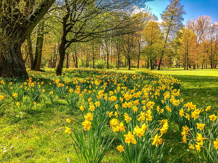 Hoa thủy tiên vàng, osterglocken, công viên, mùa xuân, Bad kissingen, luitpold park, Lễ phục sinh