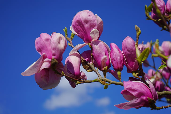 Magnolia, flor de Magnolia, flor, floración, púrpura, violeta, color rojizo