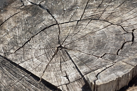 kayu, log, tahunan cincin, gandum, suku, disc kayu, lama