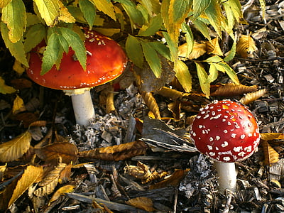 fungo, autunno, Amanita muscaria, tossico, foglie, giallo, marrone