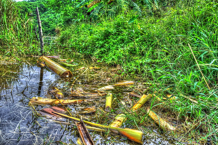 grass, banana tree parts, water, reflection, water reflection, green, natural