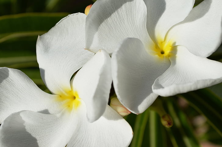 madagascar palm, flower, white
