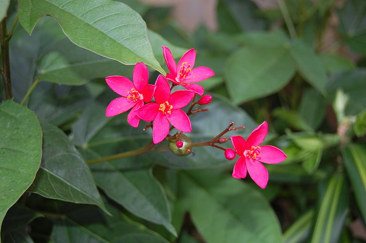 flowers, plants, garden