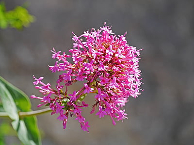 arbusto de Alpine, borde de la carretera, período de floración, panícula, rosa-rojo, exuberante, extraño