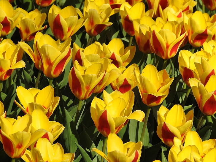 Tulipaner, Tulip, blomst, forår, blomstermotiver, natur, Blossom