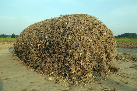 grama de cavalo, kulthi, pulso, resíduos de culturas, forragens, pilha, Índia