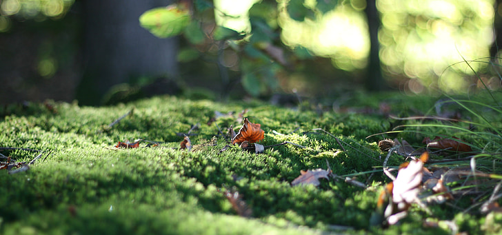 forest floor, leaf, moss, green, leaves, forest, ground