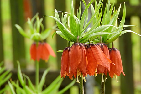 Fritillaria imperialis, lilium persicum kertészeti fia, liliom, narancssárga virágok, narancs virág, virágzó liliom, császári korona