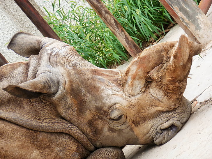 Rhino, nosorožce, perissodactyla, zvíře, savec
