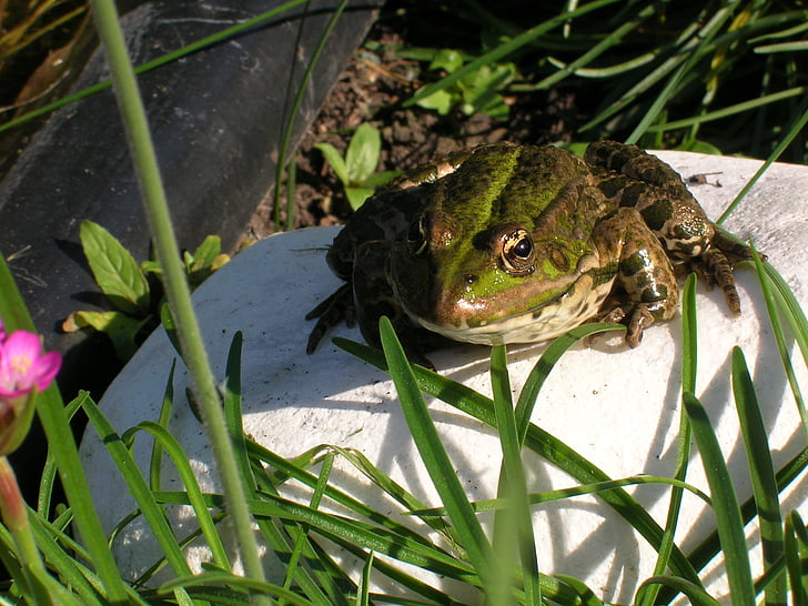 frog, pond, garden, water, green, water frog, garden pond
