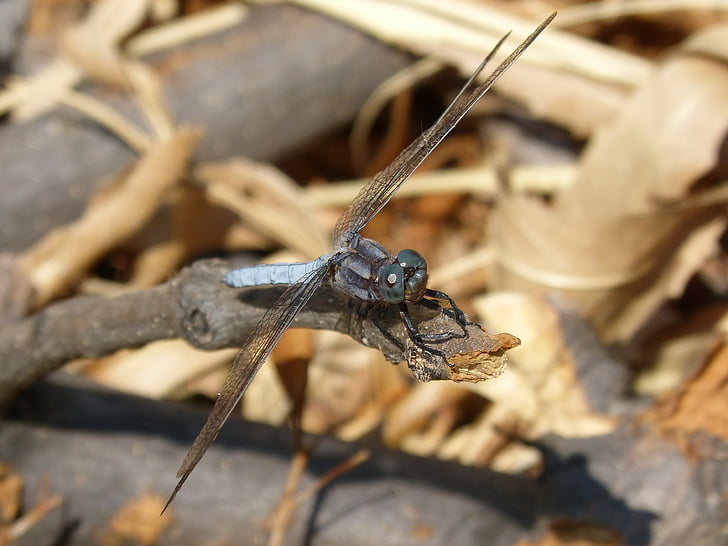 sininen dragonfly, haara, kosteikko, Orthetrum cancellatum, Dragonfly, River