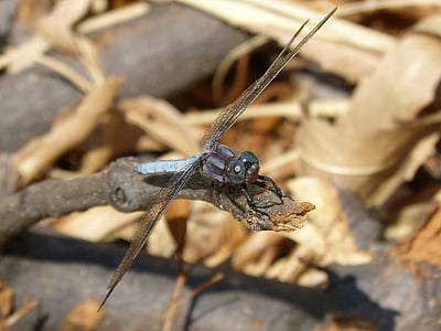 sinine dragonfly, filiaali, märgala, orthetrum cancellatum, Dragonfly, jõgi