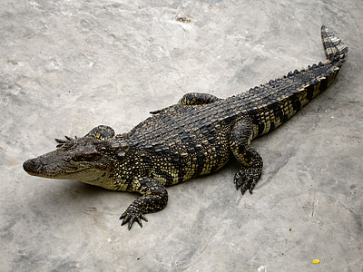aligator, gmaz, opasno, Grabežljivac, krokodil