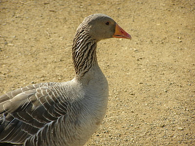 goose, farm, bird, poultry, agriculture