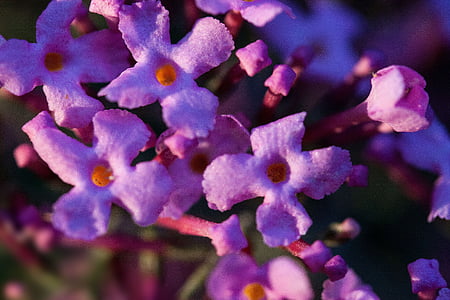 buddleja davidii, butterfly bush, lilac, plant, summer lilac, flowers, violet