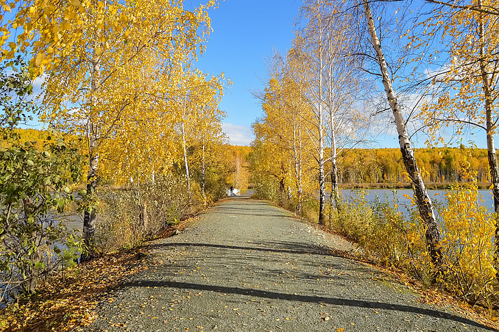 autunno, foresta, bosco giallo, cielo blu, sentiero, natura, paesaggio