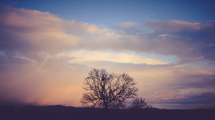 silueta, Foto, strom, bílá, mraky, obloha, tmavý