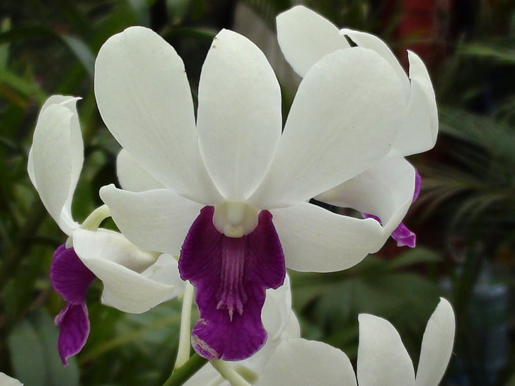 orquídia, flor, porpra, planta