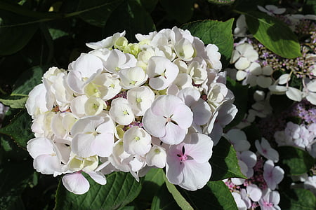 hortensia, hvit, Blossom, blomst, blomsterhage