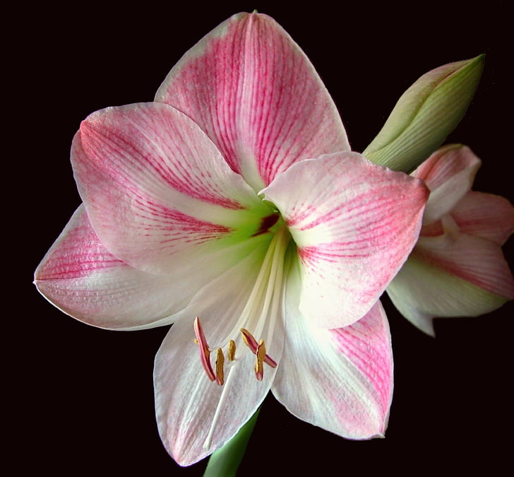 Amaryllis, квітка, рожевий, цвітіння, лампа, Квіткові, ботаніка