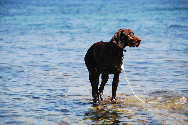 dog, sea, water, summer
