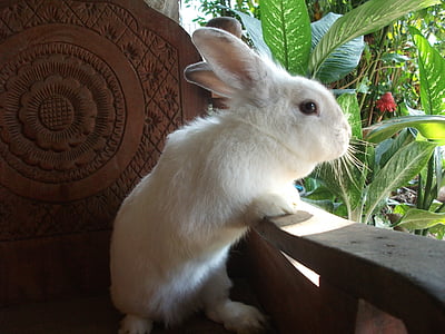 the bunny house, thailand, native, white, red eyes, white bunny, garden