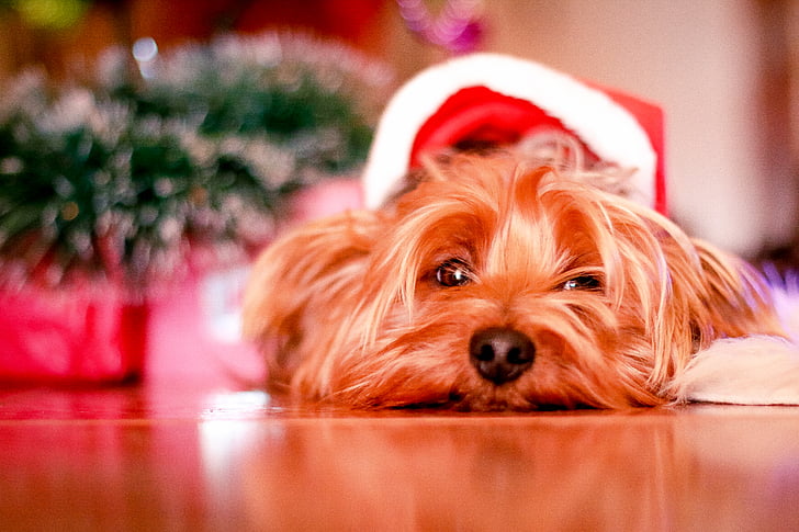 animal, fotografía animal, Close-up, perro, mascota, Yorkie, Yorkshire terrier